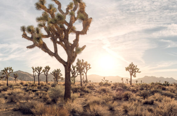 Sunrise at Joshua Tree