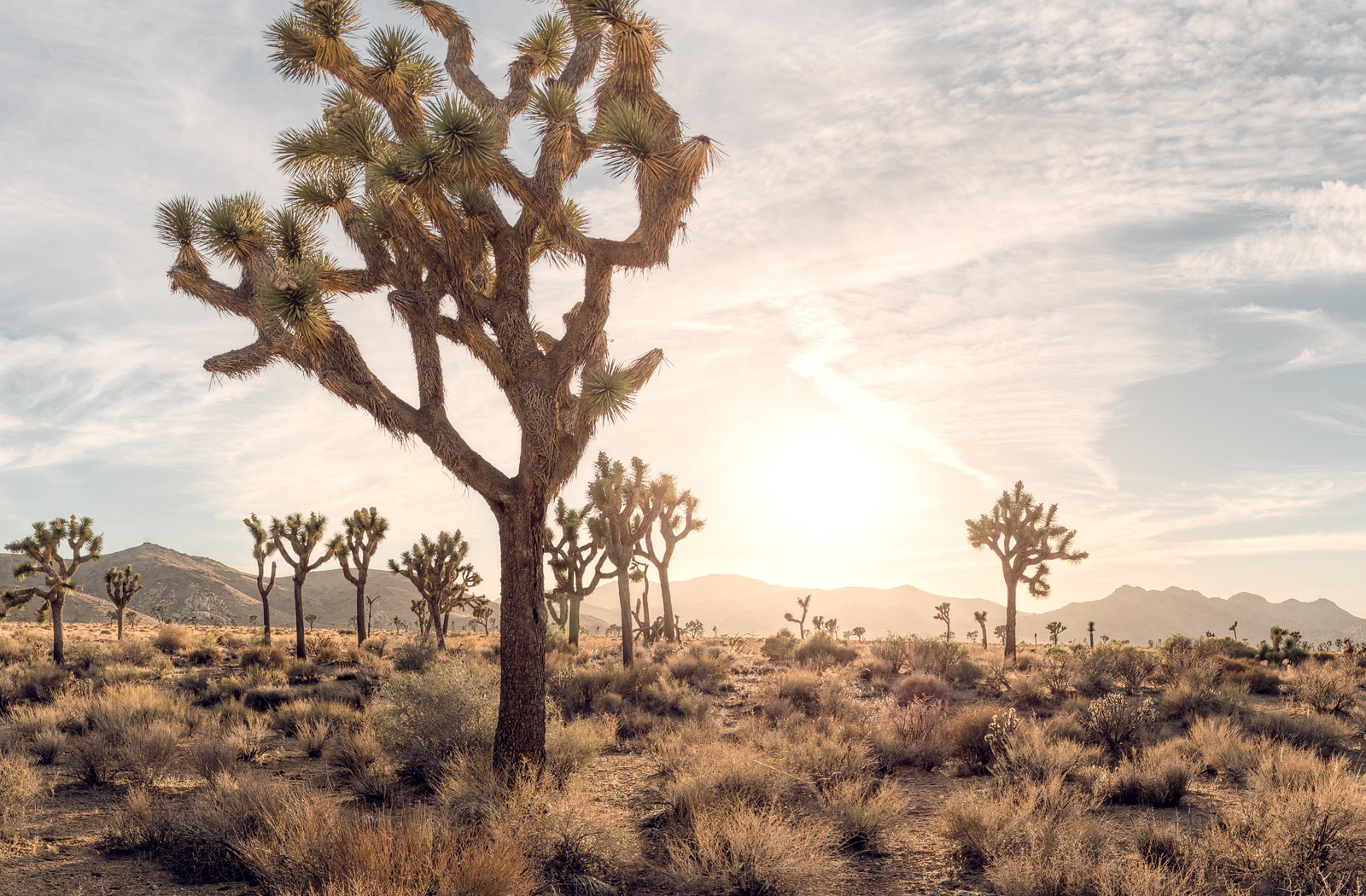 Joshua Tree 360 | California Photography