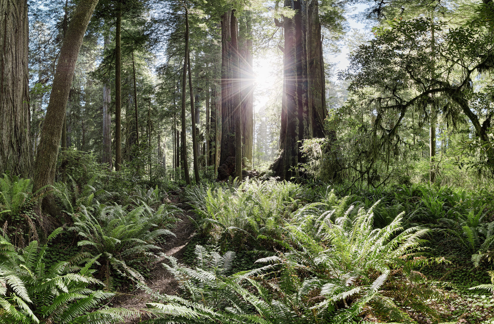 Humboldt Redwoods State Park 360 - California 360s