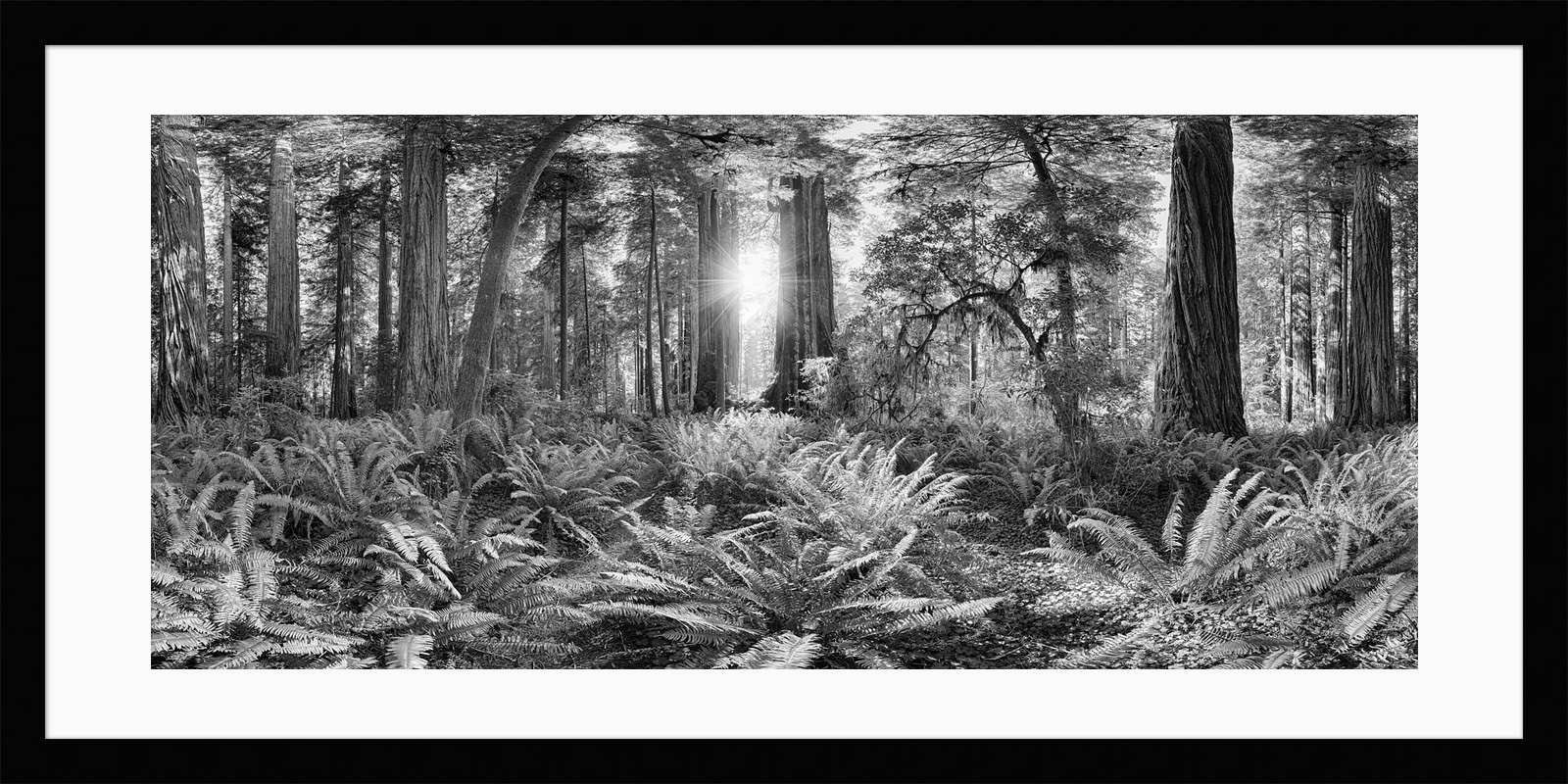 The framed print of Redwoods